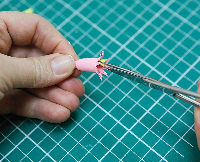 Pembe çiçeğin sivri taç yapraklarının uçları makas ağzıyla dışa doğru kıvrılıyor